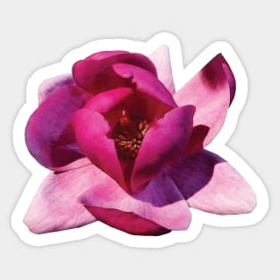 Magnolias - Pink Magnolia Closeup Sticker